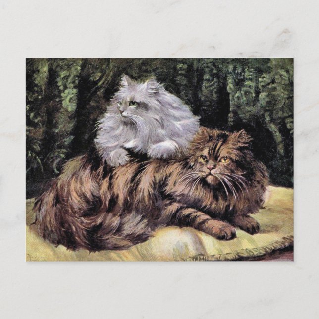 Tabby und Silver Persians Postkarte (Vorderseite)
