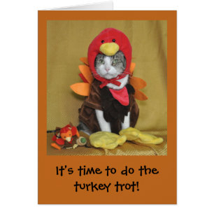 Tabby und weiße Katze Erntedankkarte