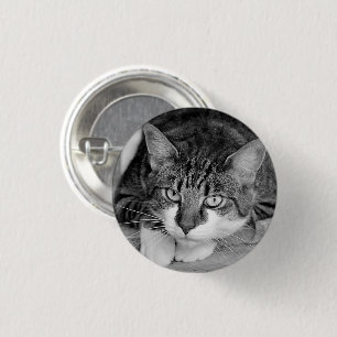 Tabby und White Cat Face Button