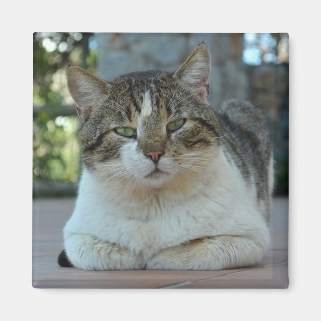 Tabby und White Cat Magnet (Vorne)