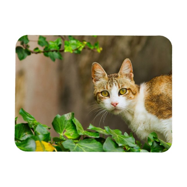 Tabby und White Cat und Ivy Magnet (Horizontal)