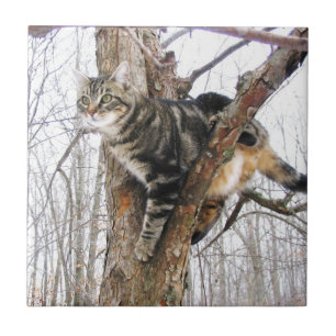 Tabbycat Tile Fliese