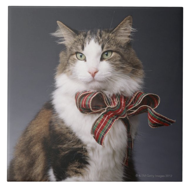 Tabbykatze, die karierten Bogen trägt Fliese (Vorderseite)
