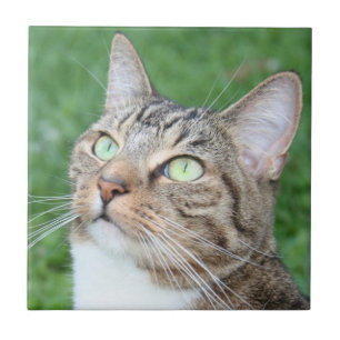 Tabbykatzen-Gesichtsfliese Fliese