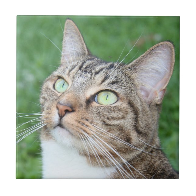 Tabbykatzen-Gesichtsfliese Fliese (Vorderseite)