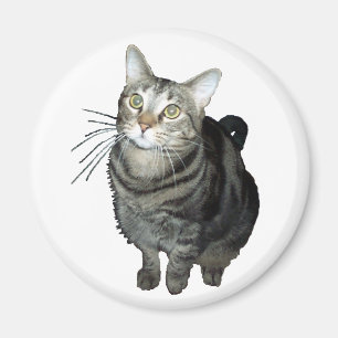 Tabbykatzenmagnet Magnet