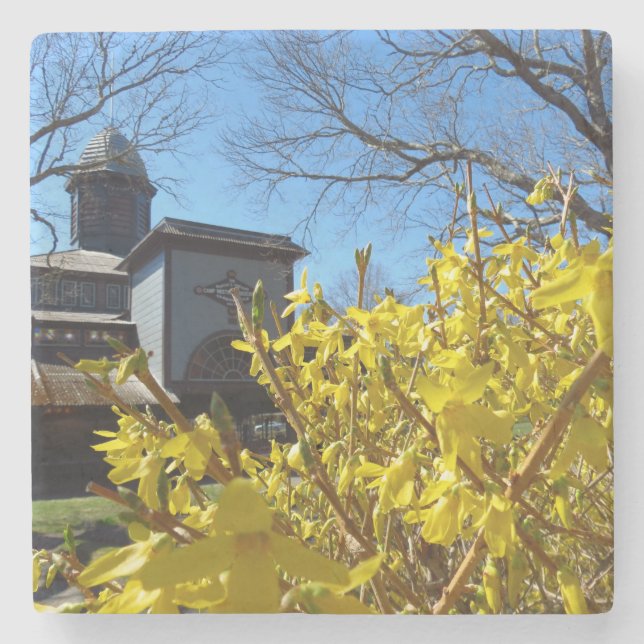 Tabernacle und Forsythia - Martha's Vineyard Steinuntersetzer (Vorderseite)