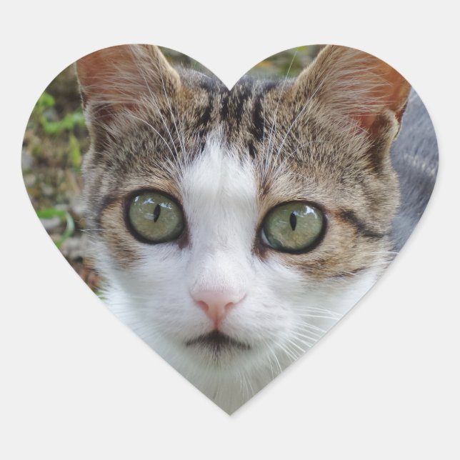 Tablette/Weiße Katze Herz-Aufkleber (Vorderseite)