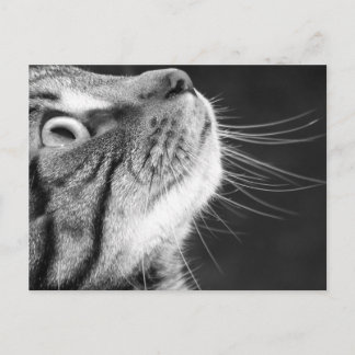 Tablettenkatze in Schwarz-Weiß-Postkarte Postkarte