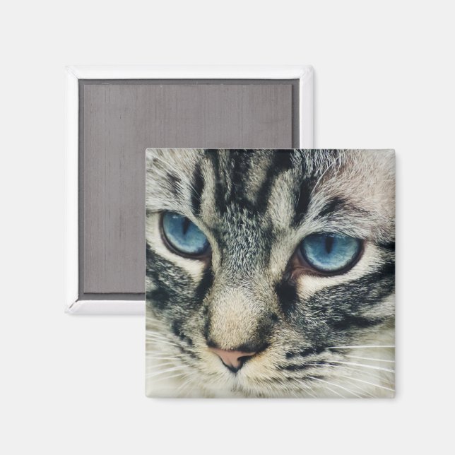Tablettenkatze mit blauen Augen Nah Magnet (Vorderseite/Rückseite)