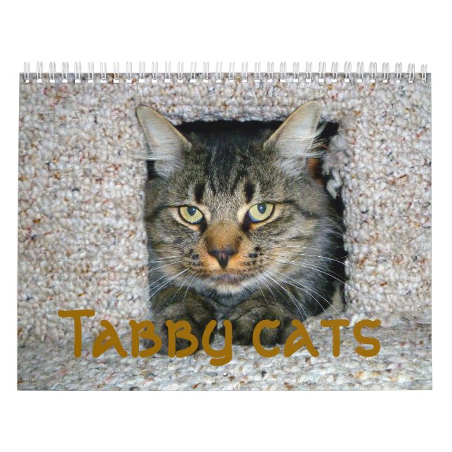 Tablettenkatzen Kalender (Titelbild)
