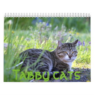Tablettenkatzen Kalender