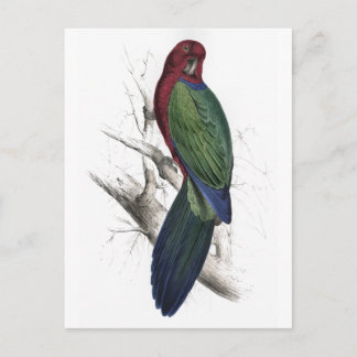 Tabuan Parrakeet von Edward Lear Postkarte