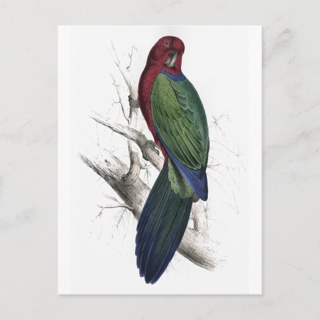 Tabuan Parrakeet von Edward Lear Postkarte (Vorderseite)