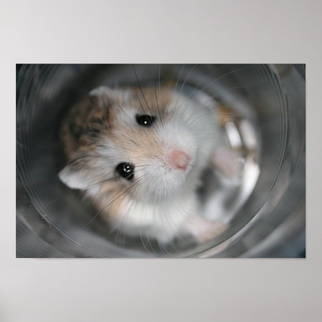 Tac stare - Poster (Vorne)