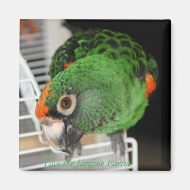 Taco Jardine Parrot Magnet (Vorne)