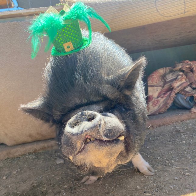 Taco St. Patrick's Stickers Aufkleber (Von Creator hochgeladen)