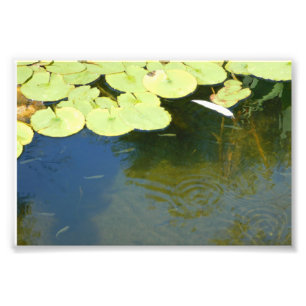 Tadpoles Fotodruck