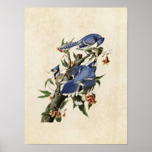Tafel 102 Blauhäher Birds of America Poster