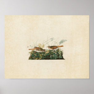 Tafel 108 Fuchsfarbener Spatz Birds of America Poster