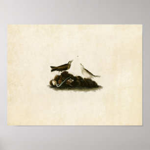 Tafel 10 Brauner Pieper Birds of America Poster