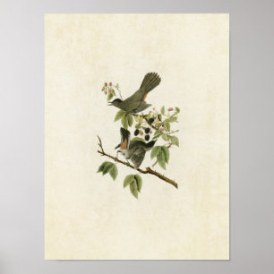Tafel 128 Katvogel Birds of America Poster