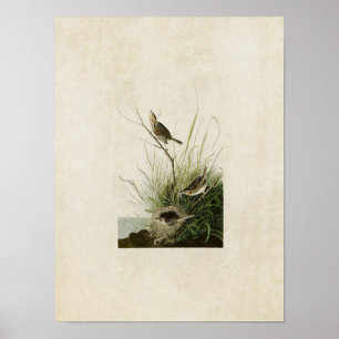 Tafel 149 Spitzschwanz-Ammerfink Birds of Amer Poster