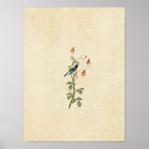 Tafel 155 Blaukehl-Waldsänger Poster