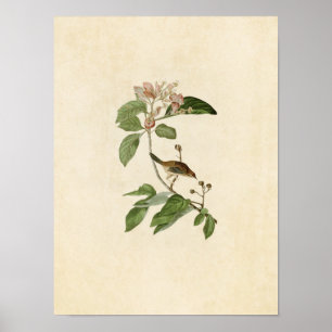 Tafel 165 Bachmanfink Birds of America Poster