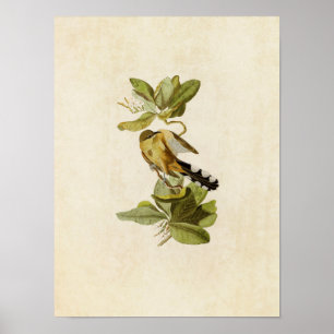 Tafel 169 Mangurenkuckuck Birds of America Poster