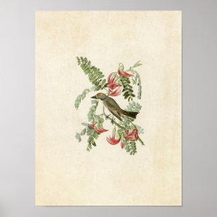 Tafel 170 Grauer Tyrann Birds of America Poster