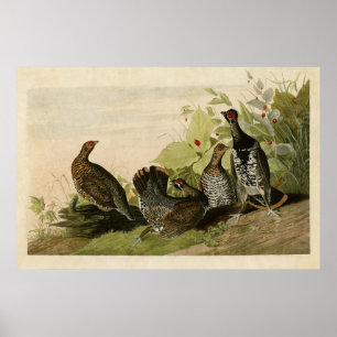 Tafel 176 Fleckenhuhn Vögel Amerikas Poster
