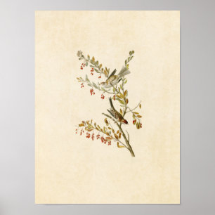 Tafel 188 Feldsperling Birds of America Poster