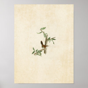Tafel 18   Bewick-Zaunkönig   Birds of America Poster