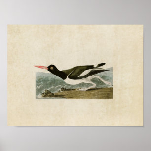 Tafel 223 Austernfischer Birds of America Poster