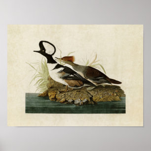 Tafel 232 Kappensäger Birds of America Poster