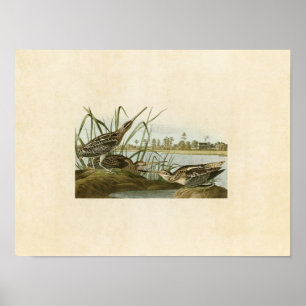 Tafel 243 Amerikanische Bekassine Birds of Ame Poster