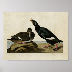 Tafel 247 Samtente Vögel Amerikas Poster