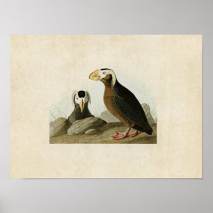 Tafel 249 Schopflunde Birds of America Poster