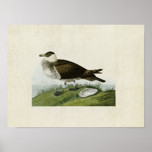 Tafel 253 Jaeger Vögel Amerikas Poster