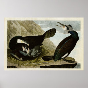 Tafel 266   Kormoran   Birds of America Poster