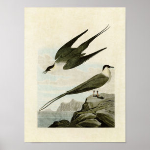 Tafel 267 Schmarotzerraubmöwe Birds of America Poster