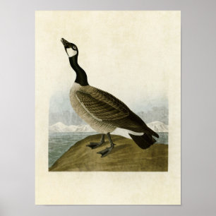 Tafel 277 Hutchins's Ringelgans Poster