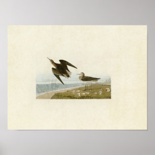 Tafel 278 Schinz' Strandläufer Birds of Americ Poster
