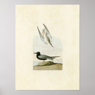 Tafel 280 Trauerseeschwalbe Birds of America Poster
