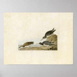 Tafel 284 Purpurstrandläufer Birds of America Poster