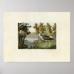 Tafel 288 Gelbschenkel Birds of America Poster