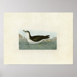 Tafel 295 Manx-Schermaus Vögel Amerikas Poster