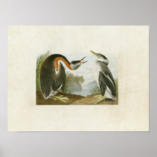 Tafel 298 Rothals-Taucher Birds of America Poster