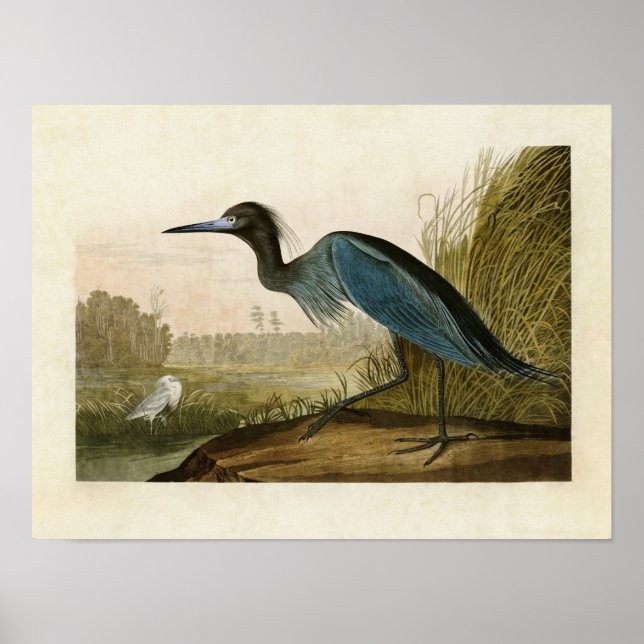 Tafel 307 | Blauer Kranich oder Reiher | Birds of  Poster (Vorne)